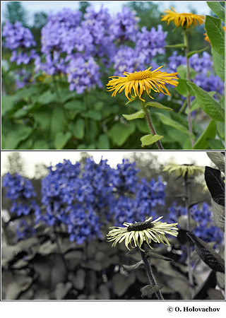 Inula helenium in visible (top) and reflected UV (bottom)