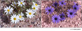 Eriophyllum lanosum in visible (left) and reflected UV (right)