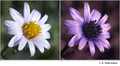 Corethrogyne filaginifolia in visible (left) and reflected UV (right)