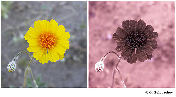 Gerea canescens in visible (left) and reflected UV (right)