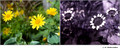 Unidentified member of Aster Family in visible (left) and reflected UV (right)