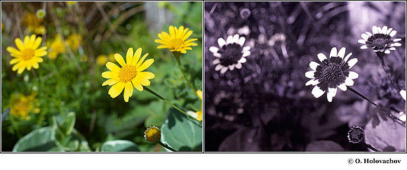 Unidentified member of Aster Family in visible (left) and reflected UV (right)