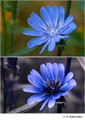 Cicorium intybus in visible (top) and reflected UV (bottom)