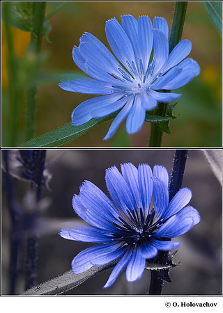 Cicorium intybus in visible (top) and reflected UV (bottom)