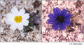 Eriophyllum lanosum in visible (left) and reflected UV (right)