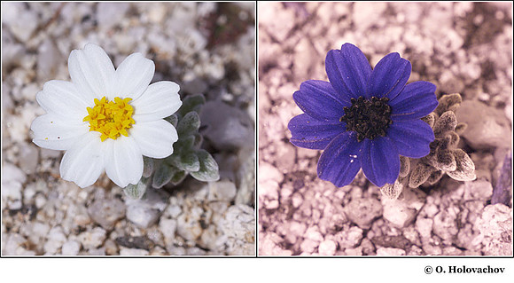 Eriophyllum lanosum in visible (left) and reflected UV (right)