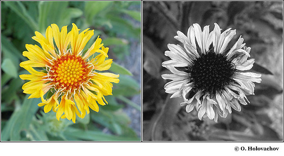 Gaillardia aristata in visible (left) and reflected UV (right)