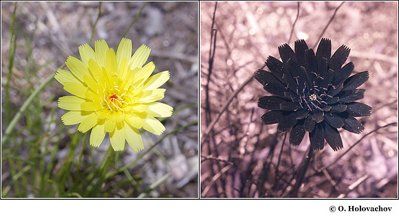 Malacothrix glabrata in visible (left) and reflected UV (right)e