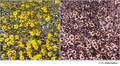Encelia farinosa in visible (left) and reflected UV (right)