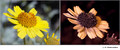 Encelia farinosa in visible (left) and reflected UV (right)