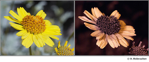 Encelia farinosa in visible (left) and reflected UV (right)