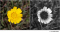 Unidentified member of Aster Family in visible (left) and reflected UV (right)