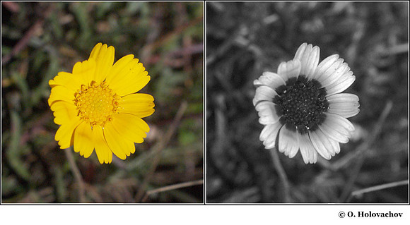 Unidentified member of Aster Family in visible (left) and reflected UV (right)