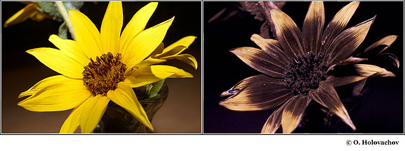 Helianthus flower in visible (left) and reflected UV (right)