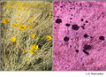 Baileya multiradiata (Asteraceae) in visible (left) and reflected UV (right)