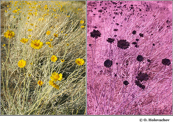 Baileya multiradiata (Asteraceae) in visible (left) and reflected UV (right)