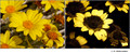 Coreopsis gigantea in visible (left) and reflected UV (right)
