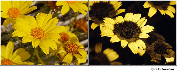 Coreopsis gigantea in visible (left) and reflected UV (right)