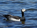 Barnacle Goose (Branta leucopsis) in the Stendorren reserve, Sweden