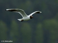 Black-headed Gull (Larus ridibundus) in Hjalstaviken reserve, Sweden