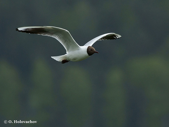 Black-headed Gull (Larus ridibundus) in Hjalstaviken reserve, Sweden