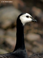 Barnacle Goose (Branta leucopsis) in the Stendorren reserve, Sweden