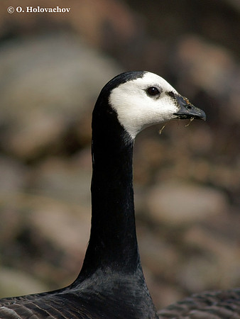 Barnacle Goose (Branta leucopsis) in the Stendorren reserve, Sweden