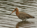 Black-tailed Godwit (Limosa limosa) in the Bourgoyen-Ossemeersen reserve, Belgium