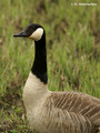 Canada goose (Branta canadensis) in the Bourgoyen-Ossemeersen reserve, Belgium