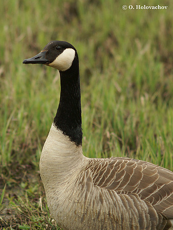 Canada goose (Branta canadensis) in the Bourgoyen-Ossemeersen reserve, Belgium