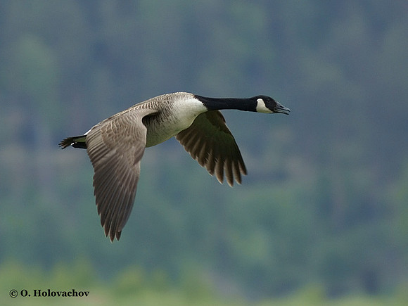 Canada Goose (Branta canadensis) in Hjalstaviken reserve, Sweden