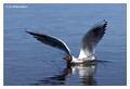 Black-headed gull (Larus ridibundus) in the "Lake Hornborga" Nature reserve, Sweden