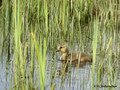 Canada Goose (Branta canadensis) in Hjalstaviken reserve, Sweden