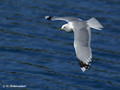 Common Gull (Larus canus) in the Stendorren reserve, Sweden