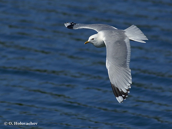 Common Gull (Larus canus) in the Stendorren reserve, Sweden