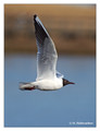 Black-headed gull (Larus ridibundus) in the "Lake Hornborga" Nature reserve, Sweden