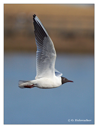 Black-headed gull (Larus ridibundus) in the "Lake Hornborga" Nature reserve, Sweden