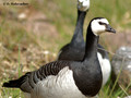 Barnacle Goose (Branta leucopsis) in the Stendorren reserve, Sweden