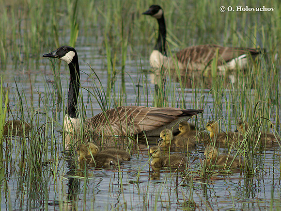 Canada Goose (Branta canadensis) in Hjalstaviken reserve, Sweden