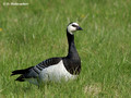 Barnacle Goose (Branta leucopsis) in the Stendorren reserve, Sweden