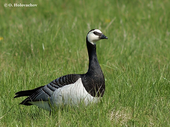 Barnacle Goose (Branta leucopsis) in the Stendorren reserve, Sweden