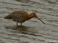 Black-tailed Godwit (Limosa limosa) in the Bourgoyen-Ossemeersen reserve, Belgium