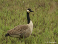 Canada goose (Branta canadensis) in the Bourgoyen-Ossemeersen reserve, Belgium