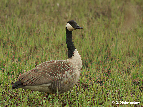 Canada goose (Branta canadensis) in the Bourgoyen-Ossemeersen reserve, Belgium
