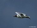 Black-headed Gull (Larus ridibundus) in Hjalstaviken reserve, Sweden