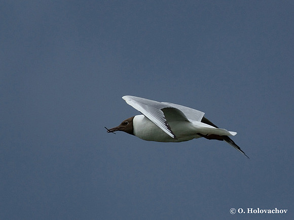 Black-headed Gull (Larus ridibundus) in Hjalstaviken reserve, Sweden
