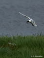 Black-headed Gull (Larus ridibundus) in Hjalstaviken reserve, Sweden