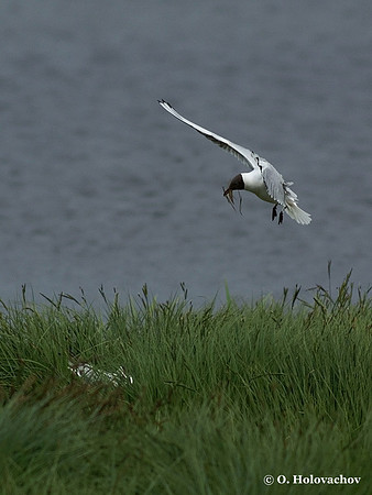 Black-headed Gull (Larus ridibundus) in Hjalstaviken reserve, Sweden
