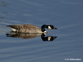 Canada Goose (Branta canadensis) in Hjalstaviken reserve, Sweden