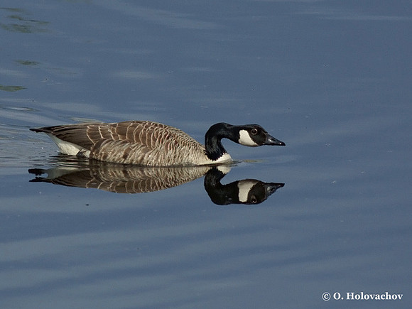 Canada Goose (Branta canadensis) in Hjalstaviken reserve, Sweden